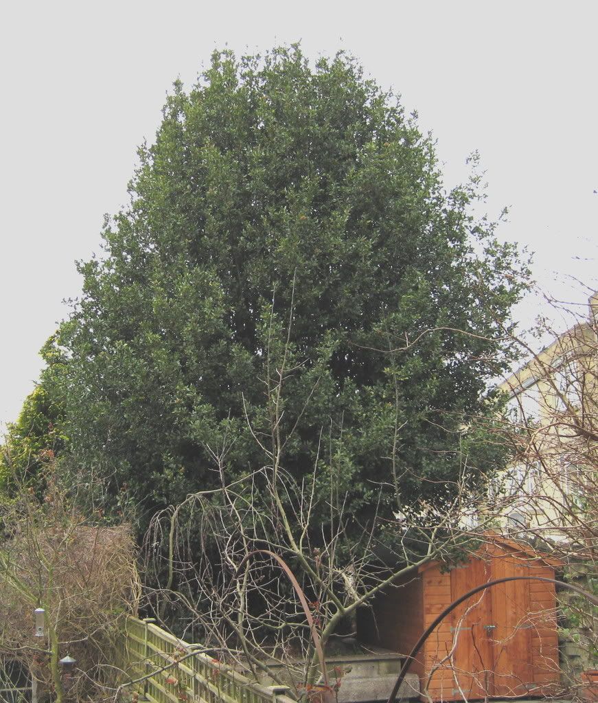 Bay Tree Photo by flora_uk Photobucket